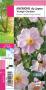 ANEMONE hupehensis 'Koningin Charlotte' rose G8 JARDIN