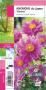 ANEMONE hupehensis 'Pamina' rose G8 JARDIN