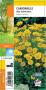 ANTHEMIS tinctoria G8 JARDIN
