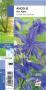 AQUILEGIA alpina bleu G8 JARDIN