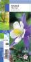 AQUILEGIA caerulea 'Blue Star' blanc-bleu G8 JARDIN