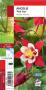 AQUILEGIA 'Red Star' blanc-rouge G8 JARDIN