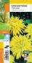 CHRYSANTHEMUM 'Folk Song' G8 JARDIN