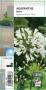 AGAPANTHUS 'Albus' blanc G8