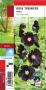 ALCEA rosea 'Nigra' noir G8 JARDIN