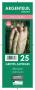 ASPERGE 'Argenteuil' 2ANS GRIF/25
