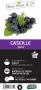 CASSEILLIER 'Josta' C1.5L