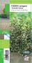 EUONYMUS fortunei 'Emerald Gaiety' G8