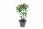 Laurier Rose Nerium 30/40Cm P14