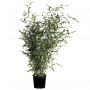 Phyllostachys bissetii 100/150-C7L