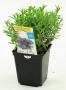 Lavandula officinale c1l