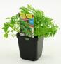 Basilic fin vert c1l