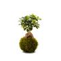 Kokedama Ginseng Ø12
