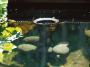 AquaSkim 40