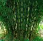 Fargesia robusta pingwu h60+-c5l