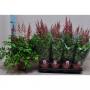ASTILBE rouge H60 P15