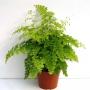 ADIANTUM fragrans H40 P14