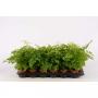 ADIANTUM H20 P9