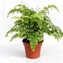 ADIANTUM H40 P17