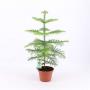 ARAUCARIA heterophylla H40 P15