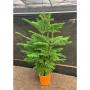 Araucaria heterophylla tfe-h110-p22