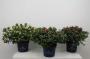 AZALEA hortinno Garden Evergreen H50 P23