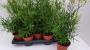 ASPARAGUS falcathus H40 P13