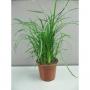 BEAUCARNEA nolina H45 P9