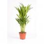 ARECA H35 P13