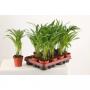 ARECA H30 P9