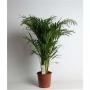 ARECA H100 P21