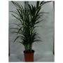 ARECA H60 P17