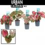 Caladium h25-p12