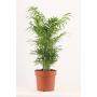 CHAMAEDOREA H60 P17