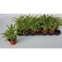 CHLOROPHYTUM H25 P9