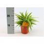 CHLOROPHYTUM ocean H25 P12
