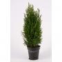 CHAMAECYPARIS elwoodi H50 P13