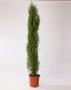 CUPRESSUS sempervirens H180 P28