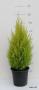 CUPRESSUS gold Crest Wilma PYR H95 P22