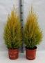 Cupressus gold crest wilma h65-p17