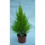 CUPRESSUS gold Crest Wilma H30 P11