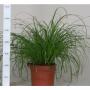 CYPERUS zumula Herbe Chat H28 P12