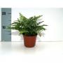 DAVALIA H15 P9