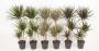 Dracaena 60-30-15-p21