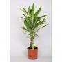 DRACAENA golden Coast 45-20 P17