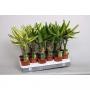 DRACAENA fragrans TG H45 P11