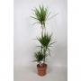 DRACAENA marginata 90-45-15 P24