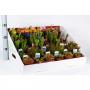 PLANTE carnivore H30 P8