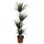 DRACAENA marginata 90-60-30-15 P27