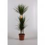 DRACAENA marginata H125 P21
